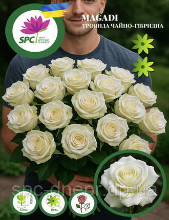 Троянда чайно-гібридна Magadi