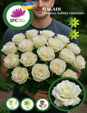 Троянда чайно-гібридна Magadi, фото 1