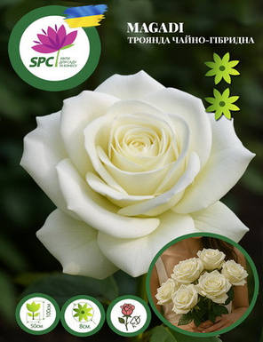 Троянда чайно-гібридна Magadi, фото 2