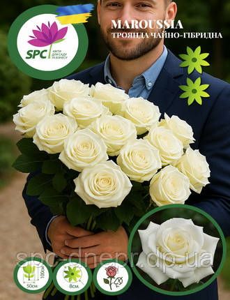 Троянда чайно-гібридна Maroussia, фото 1