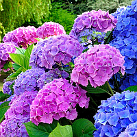 Догляд за гортензіями: Повний посібник для садівників