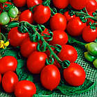 Томат Принц Боргезе Коуел 0,3г, фото 2