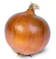 Озима цибуля сівок Августа (Augusta) 1кг, Голландія