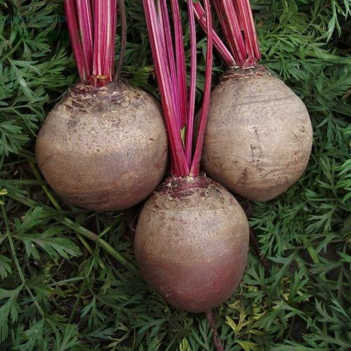 Буряк столовий "Детройт дак ред" 20г.