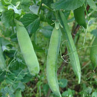 Горох "Ланковий"