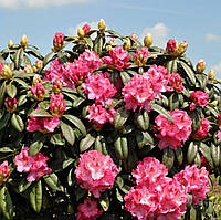 Догляд за рододендронами та азаліями: Повний посібник для садівників