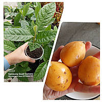 Локва. Мушмула японська. Рослина в горщику.