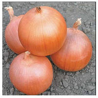 Насіння Цибуля "Тамара"F1 200 шт.