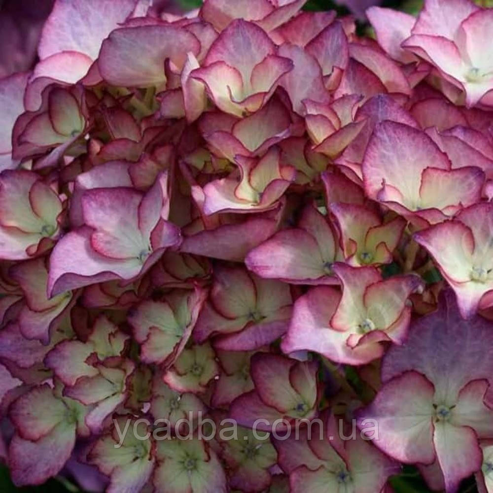 Гортензія крупнолистова Адула Лила Adula Lila 41 (горшик 2л), фото 1