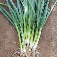 Цибуля батун "П'єро" 1г