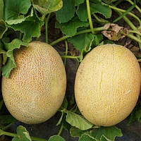 Диня "Карамель"2г