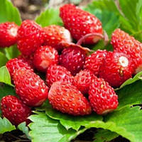 Суниця Лісова казка"