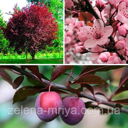 Декоративна слива Пісарді 180-200 см. ОКС, фото 1