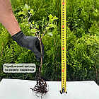 Саджанці Агрусу Донецький Великоплідний - ранній, великоплідний, невибагливий, фото 2