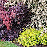 Догляд за декоративними чагарниками: Повний посібник для садівників