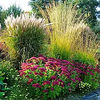 Догляд за багаторічними рослинами: Повний посібник для садівників