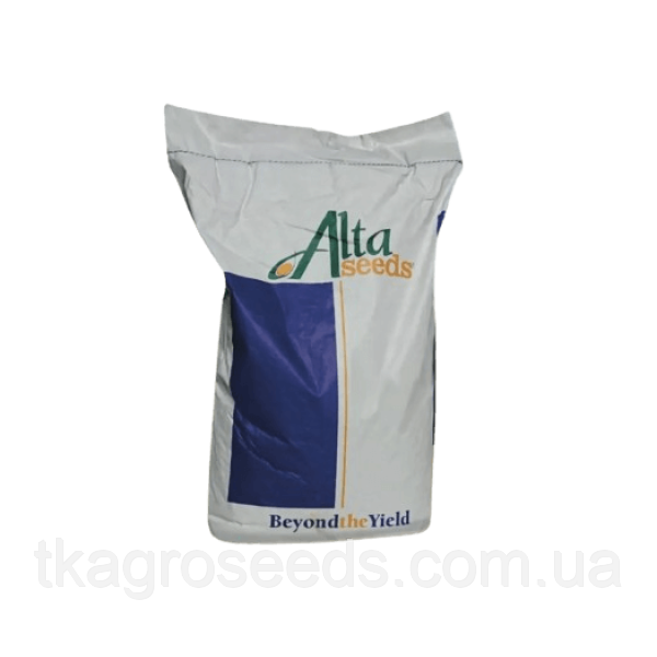 Насіння озимого ріпаку гібрид РИТМІЄ  (Classic), фото 1