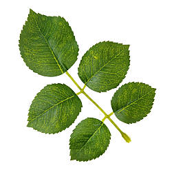 Штучне листя троянди, зелене, 250 г Solar Moon