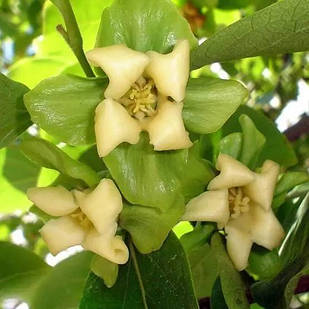 Хурма Солодкість - запилювач, морозостійка, самоплідна С1