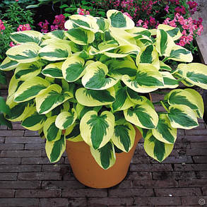 Хоста Брім Кап \ Hosta 'Brim Cup' ( саджанці 1.4л )., фото 3