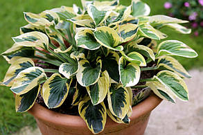 Хоста Брім Кап \ Hosta 'Brim Cup' ( саджанці 1.4л )., фото 4