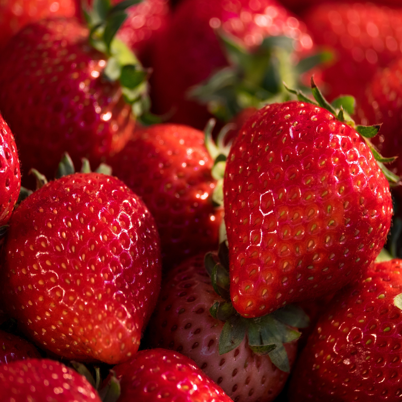 Саджанці (розсада) полуниці Елоді (Elodi) - середньо-рання, невибаглива, солодка, фото 1