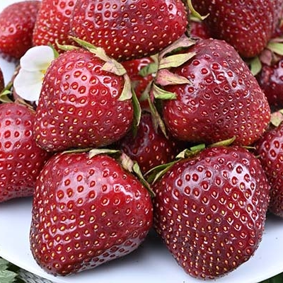 Саджанці (розсада) полуниці Рубіновий кулон - середньо-рання, ароматна, врожайна, фото 1