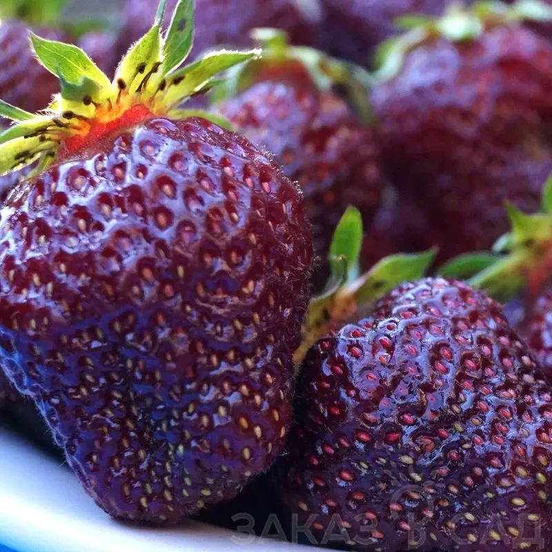 Полуниця "Мускатна" 10шт., фото 1