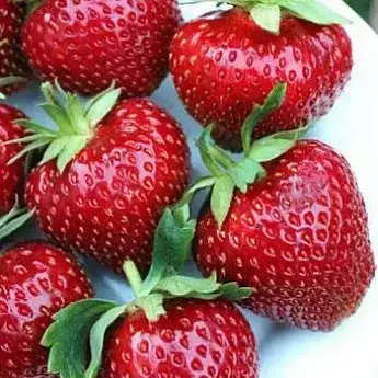 Полуниця "МАЛЬВІНА" 10шт (пізній термін достигання), фото 1