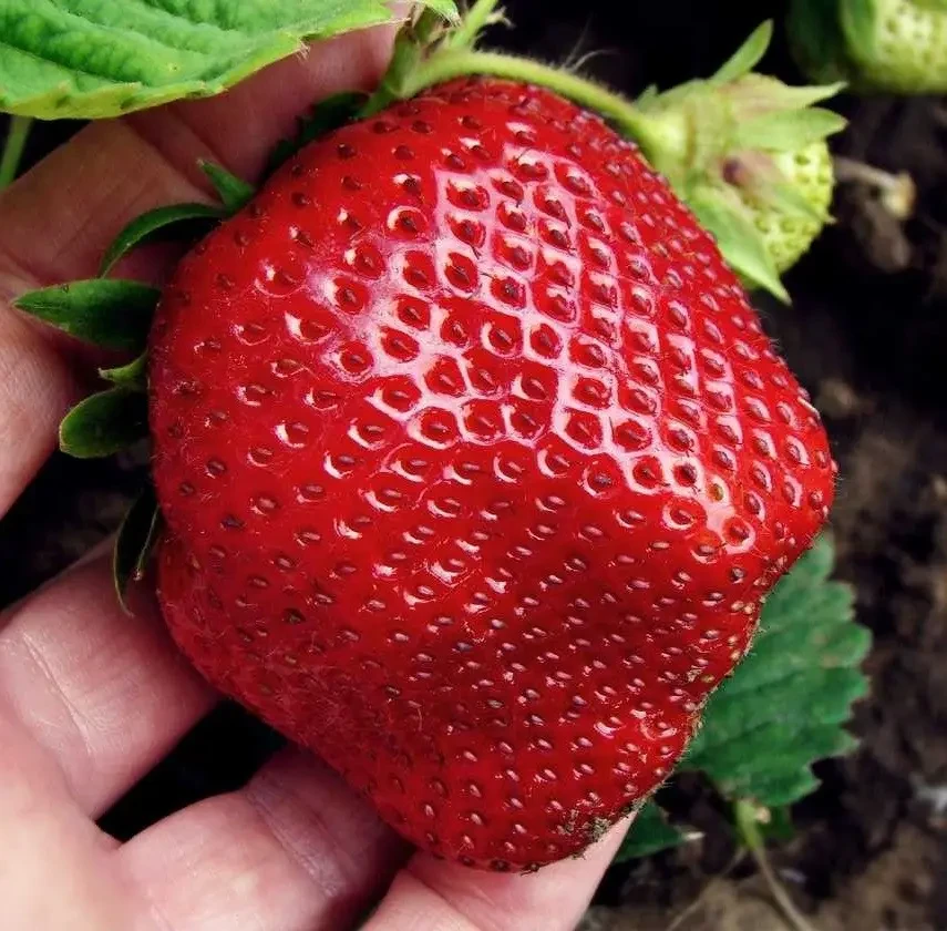 Полуниця "Гигантелла"MAXI" 10шт (середньопізній строк дозрівання), фото 1