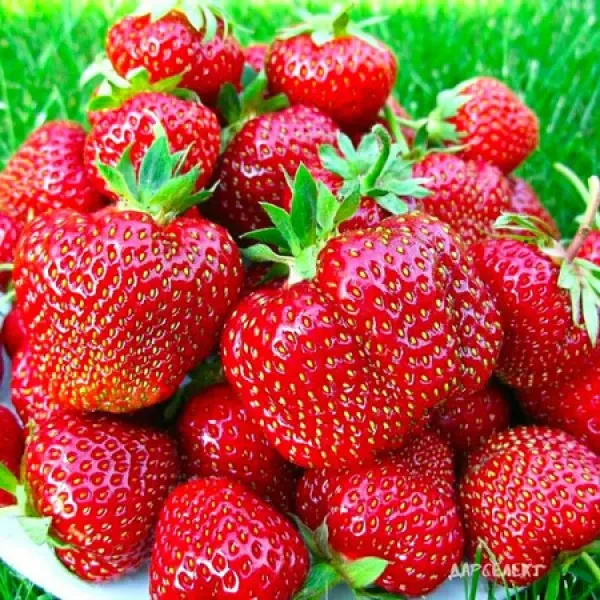 Полуниця рання Дарселект 10 шт., фото 1