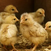 Чим обробити курчат від кліщів: поради для безпечного та ефективного догляду