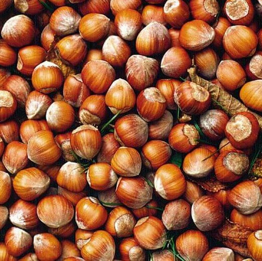 Саджанці фундука "Тонда Романо" (відводок)