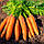 Насіння Морква Нантська 10 г ТМ Урожай, фото 3