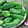 Насіння Огірок Засолочний 1 г ТМ Урожай, фото 3