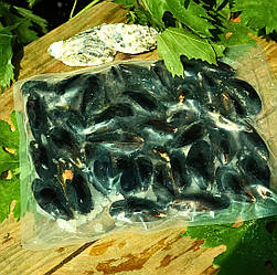 Мідії чілійські в мушлі 6-7 см, вар/мор 1 кг