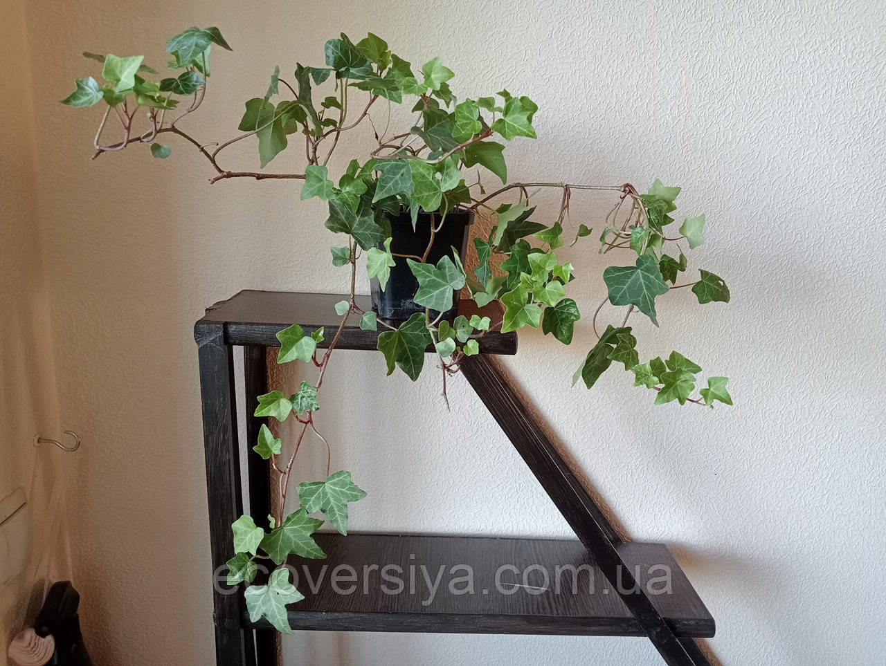 Плющ в горщику, фото 1