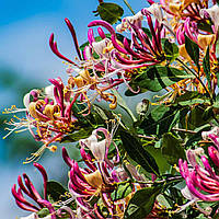 Каприфоль "American Beauty" С2  Квітучі ліани для саду