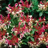 Садові ліани