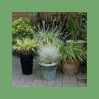 Декоративні трави (ЗКС)