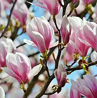 Магнолії