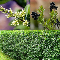 Вічнозелені рослини