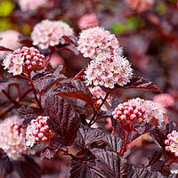 Пухироплідники