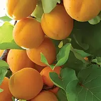 Плодові дерева