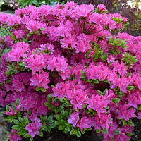 Азалії японські