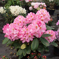 Азалії та Рододендрони