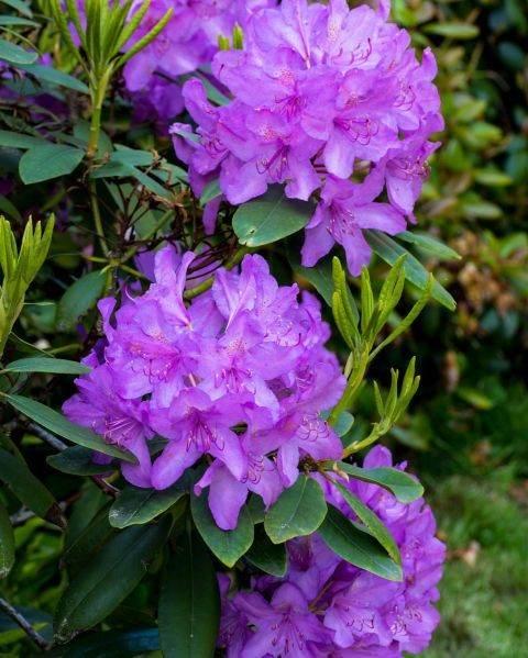 Рододендрон "Libretto"  С2  багаторічні квіти,саджанці у горщиках, фото 1