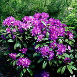 Рододендрон "Libretto"  С2  багаторічні квіти,саджанці у горщиках, фото 2