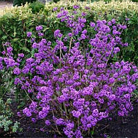 Калікарпа "Profusion"  саджанці ,квітучі рослини для саду