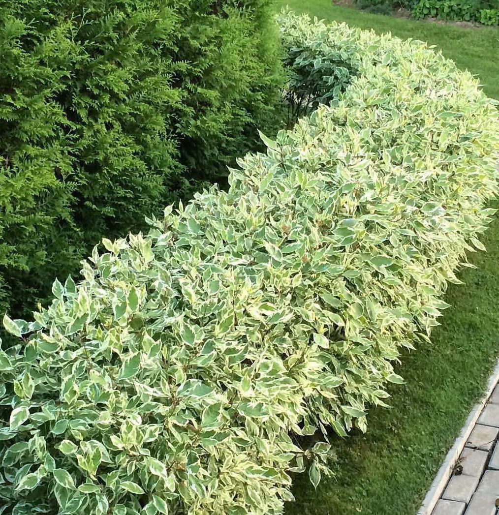 Дерен білий "Elegantissima"  багаторічні садові квіти,чагарники, фото 1